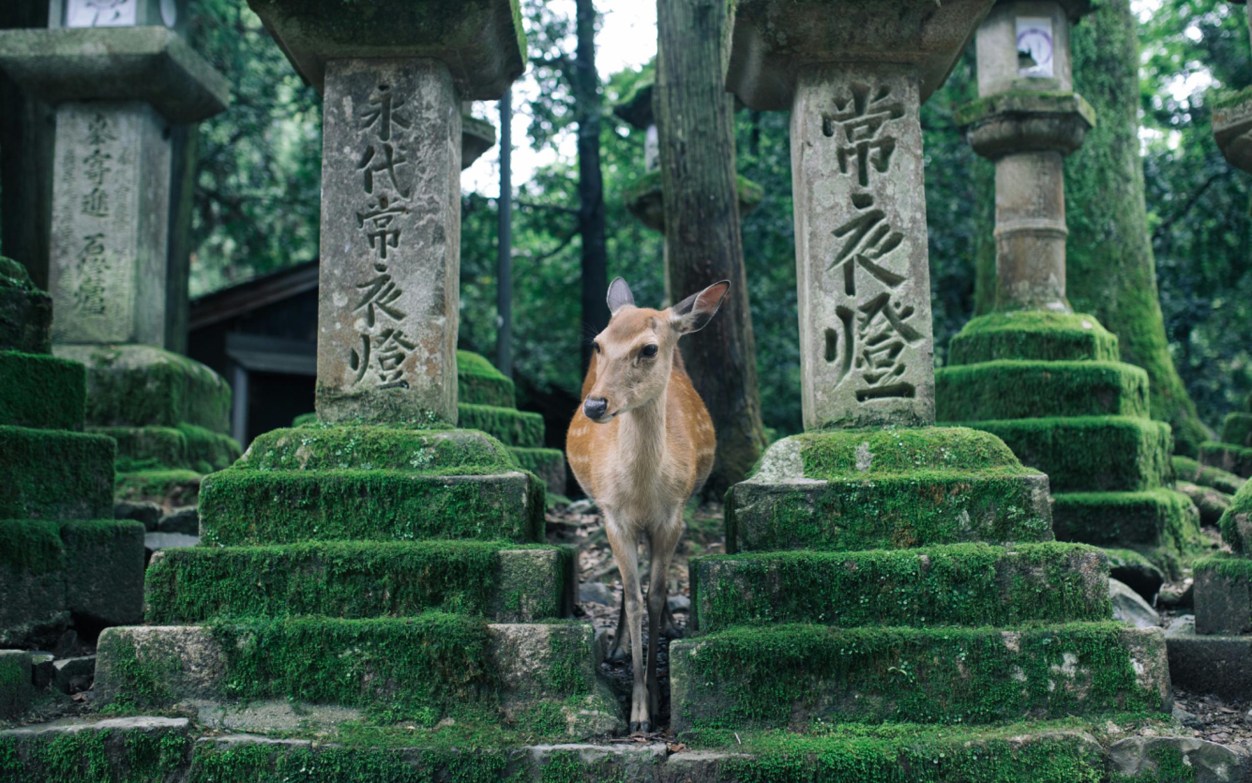 Deer in Nara temple